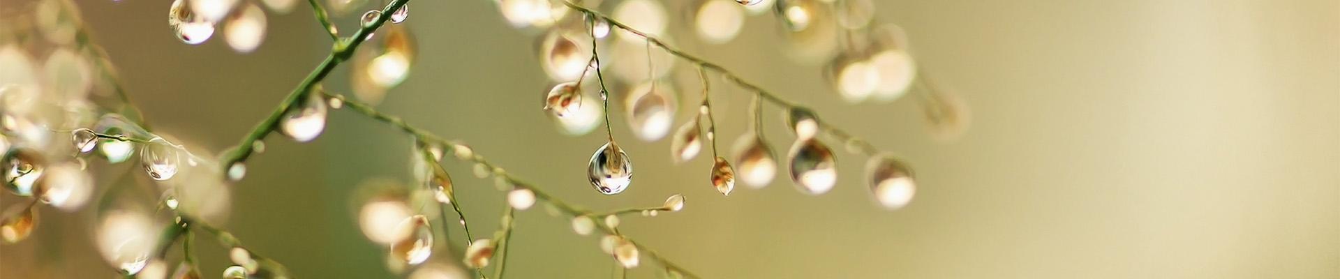 Water drops on tree branches