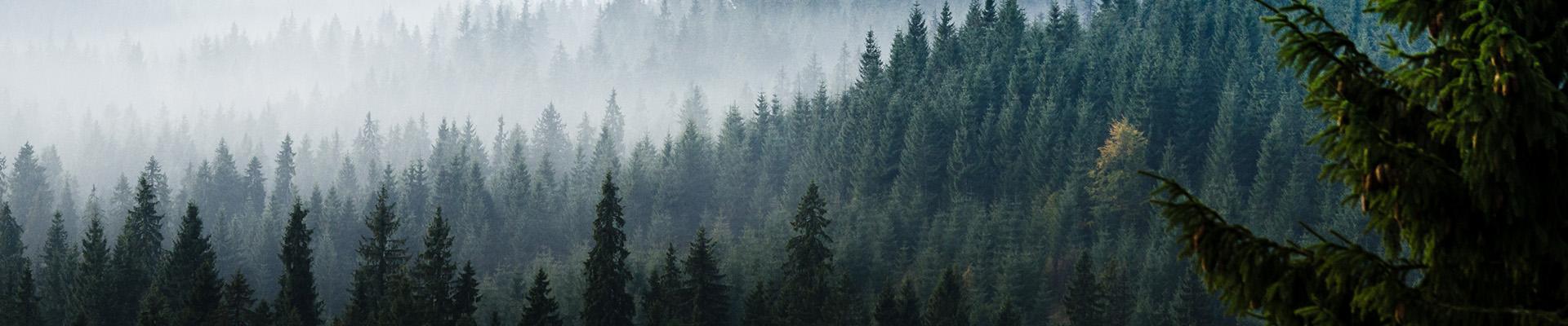 雾中的绿树林